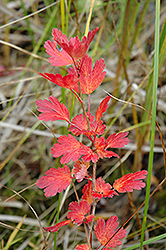 American Gooseberry (Ribes hirtellum) at Lakeshore Garden Centres