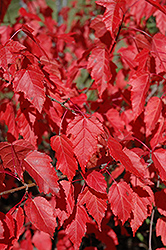 Amur Maple (Acer ginnala) at Peter Knippel Garden Centre