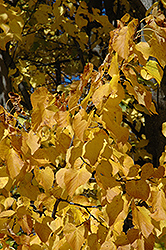 Boulevard Linden (Tilia americana 'Boulevard') at Lakeshore Garden Centres