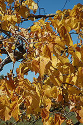 American Linden (Tilia americana) at Lakeshore Garden Centres
