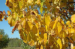 Legend Linden (Tilia americana 'Legend') at Lakeshore Garden Centres