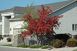 Royal Crown Amur Maple (Acer ginnala 'Jefum') at Lakeshore Garden Centres