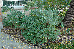 Sweetberry Honeysuckle (Lonicera caerulea var. edulis) at Lakeshore Garden Centres