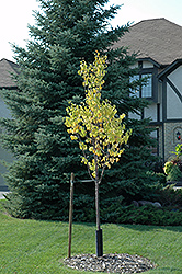 Boulevard Japanese Tree Lilac (Syringa reticulata 'Boulevard') at Lakeshore Garden Centres