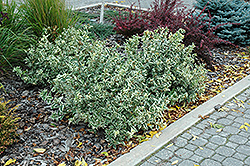 Cool Splash Bush Honeysuckle (Diervilla sessilifolia 'LPDC Podaras') at Lakeshore Garden Centres
