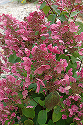 Mystical Flame Hydrangea (Hydrangea paniculata 'Bokratorch') at Lakeshore Garden Centres