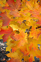 Lord Selkirk Sugar Maple (Acer saccharum 'Jefselk') at Lakeshore Garden Centres