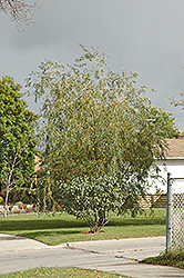 Northern Fountains Weeping Willow (Salix 'Northern Fountains') at Lakeshore Garden Centres