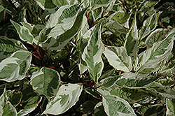 Silver Charm Dogwood (Cornus alba 'Silver Charm') at Lakeshore Garden Centres