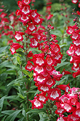 Arabesque Red Beard Tongue (Penstemon hartwegii 'Arabesque Red') at Lakeshore Garden Centres