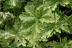 Charity Scented Geranium (Pelargonium 'Charity') at Lakeshore Garden Centres