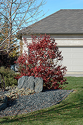 Hahs American Cranberry (Viburnum trilobum 'Hahs') at Lakeshore Garden Centres