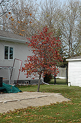 Nannyberry (tree form) (Viburnum lentago (tree form)) at Lakeshore Garden Centres