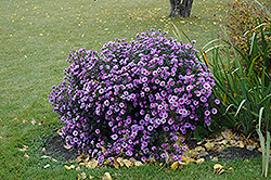 Purple Dome Aster (Symphyotrichum novae-angliae 'Purple Dome') at A Very Successful Garden Center