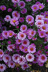Purple Dome Aster (Symphyotrichum novae-angliae 'Purple Dome') at The Mustard Seed