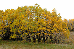 Chermesina White Willow (Salix alba 'Chermesina') at Lakeshore Garden Centres
