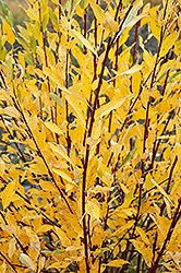 Chermesina White Willow (Salix alba 'Chermesina') at Lakeshore Garden Centres