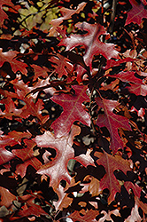 Shooting Star Northern Pin Oak (Quercus ellipsoidalis 'Shooting Star') at Lakeshore Garden Centres