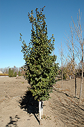 Lincoln American Linden (Tilia americana 'Lincoln') at Lakeshore Garden Centres