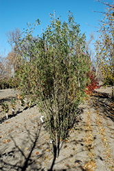 Warrior Peashrub (Caragana arborescens 'Warrior') at Lakeshore Garden Centres