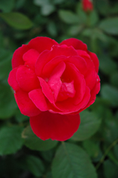 Morden Cardinette Rose (Rosa 'Morden Cardinette') at Golden Acre Home & Garden