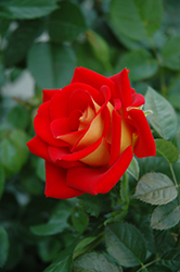 Ketchup And Mustard Rose (Rosa 'WEKzazette') at Lakeshore Garden Centres