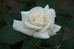 Pascali Rose (Rosa 'Pascali') at Lakeshore Garden Centres