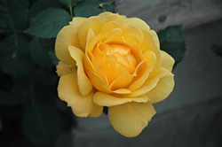 Veranda Sunbeam Rose (Rosa 'KORfloci52') at Lakeshore Garden Centres