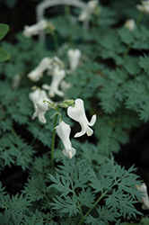 Ivory Hearts Bleeding Heart (Dicentra 'Ivory Hearts') at Lakeshore Garden Centres