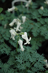 Ivory Hearts Bleeding Heart (Dicentra 'Ivory Hearts') at Golden Acre Home & Garden