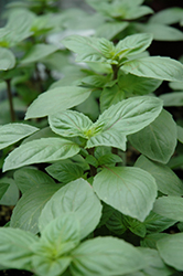 Magical Michael Basil (Ocimum basilicum 'Magical Michael') at Lakeshore Garden Centres