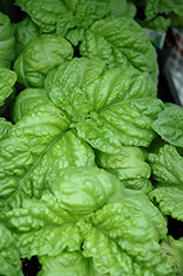 Valentino Basil (Ocimum basilicum 'Valentino') at Lakeshore Garden Centres