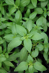 Sweet Dani Basil (Ocimum basilicum 'Sweet Dani') at Lakeshore Garden Centres