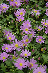Brasco Violet Brachyscome (Brachyscome angustifolia 'Brasco Violet') at Lakeshore Garden Centres