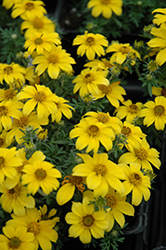 Bidy Gonzales Bidens (Bidens ferulifolia 'Bidy Gonzales') at Lakeshore Garden Centres