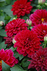 Dalina Midi Mariana Dahlia (Dahlia 'Midi Mariana') at Lakeshore Garden Centres