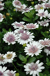3D Silver African Daisy (Osteospermum '3D Silver') at Lakeshore Garden Centres