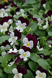 Sorbet XP White Jump Up Pansy (Viola 'Sorbet XP White Jump Up') at Lakeshore Garden Centres
