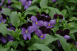 Sorbet XP Black Jump Up Pansy (Viola 'Sorbet XP Black Jump Up') at Lakeshore Garden Centres