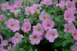 Littletunia Pink Petunia (Petunia 'Littletunia Pink') at Lakeshore Garden Centres