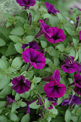 Littletunia Purple Petunia (Petunia 'Littletunia Purple') at Lakeshore Garden Centres
