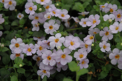 Abunda Colossal Sky Blue Bacopa (Sutera cordata 'Abunda Colossal Sky Blue') at Lakeshore Garden Centres