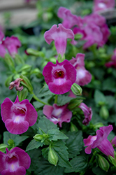 Summer Wave Large Amethyst Torenia (Torenia 'Summer Wave Large Amethyst') at Lakeshore Garden Centres