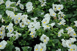 White Moon Torenia (Torenia 'White Moon') at Lakeshore Garden Centres