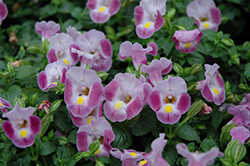Rose Moon Torenia (Torenia 'Rose Moon') at Lakeshore Garden Centres