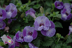 Blue Moon Torenia (Torenia 'Blue Moon') at Lakeshore Garden Centres