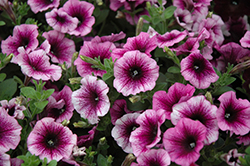 Sweetunia Purple Vein Petunia (Petunia 'Sweetunia Purple Vein') at Lakeshore Garden Centres