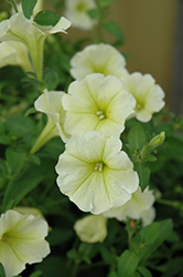 Surfinia Yellow Petunia (Petunia 'Surfinia Yellow') at Lakeshore Garden Centres