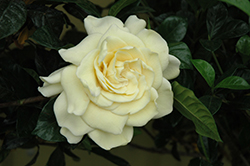 Miami Supreme Gardenia (Gardenia jasminoides 'Miami Supreme') at Lakeshore Garden Centres