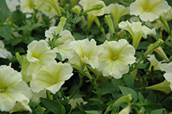 Popcorn Petunia (Petunia 'Popcorn') at Lakeshore Garden Centres
